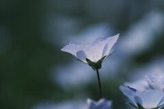 魅せられて