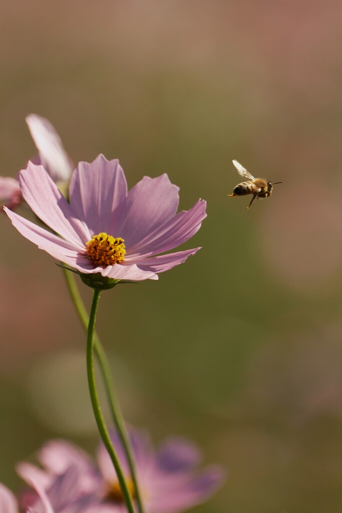 ぶんぶんぶんハチが飛ぶ ♪
