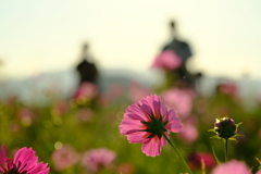 秋桜の季節に