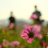秋桜の季節に