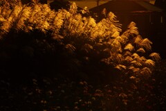 夕日に輝く穂