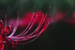 妖花