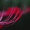 妖花