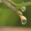 雫