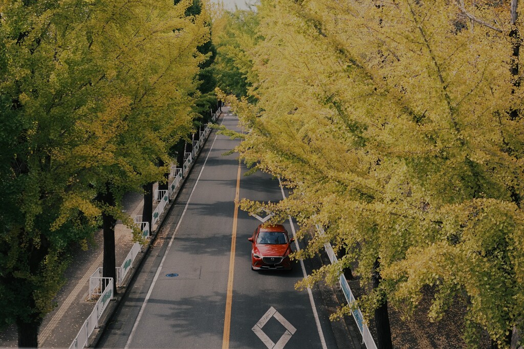 黄葉（こうよう）はじまる