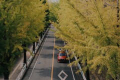 黄葉（こうよう）はじまる