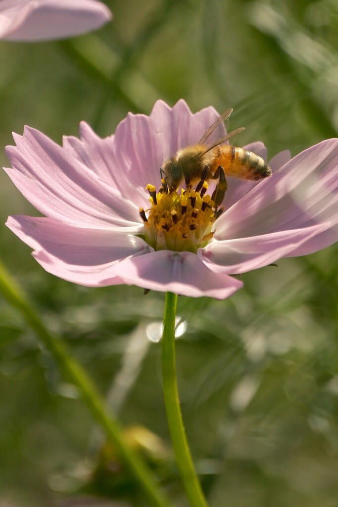 ハチ　蜜を集める
