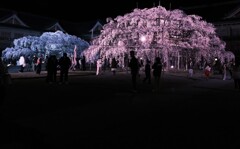 夜桜