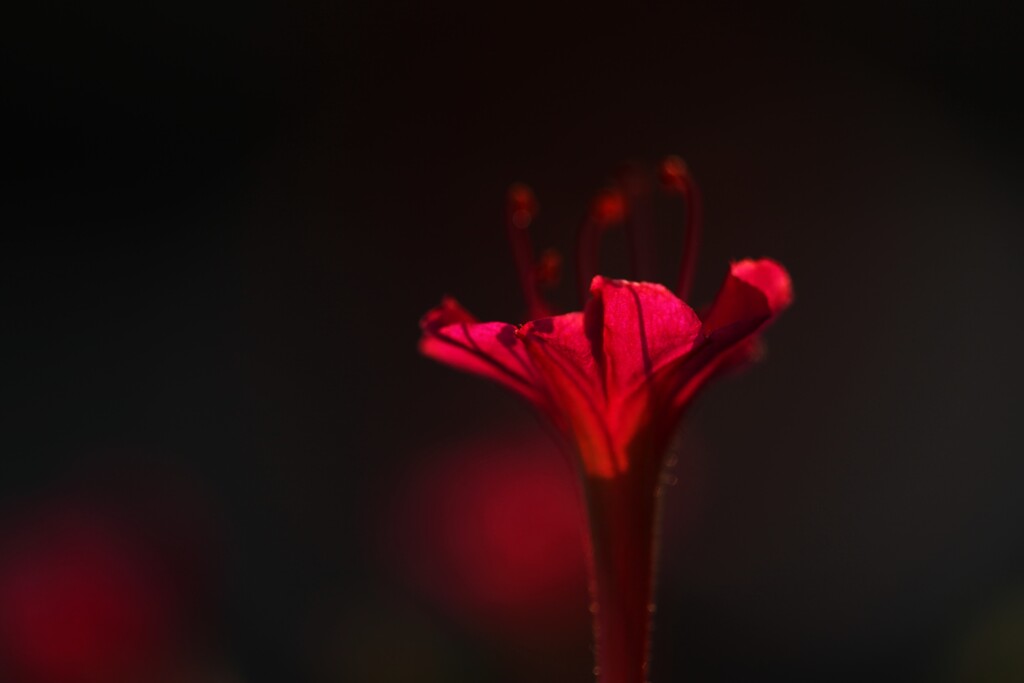 紅（くれない）の花