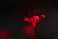 紅（くれない）の花