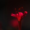 紅（くれない）の花