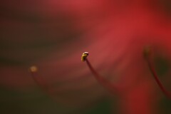 蕊