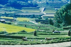 棚田　収穫のころ