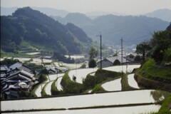 田植え