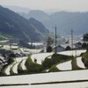 田植え