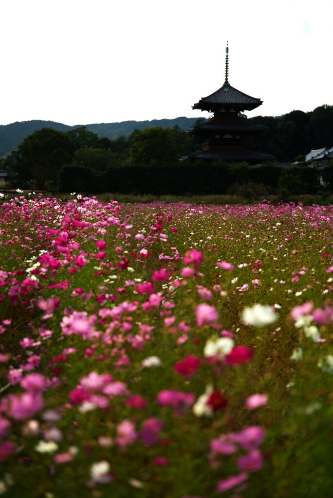 法起寺　秋の情景
