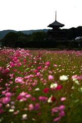 法起寺　秋の情景