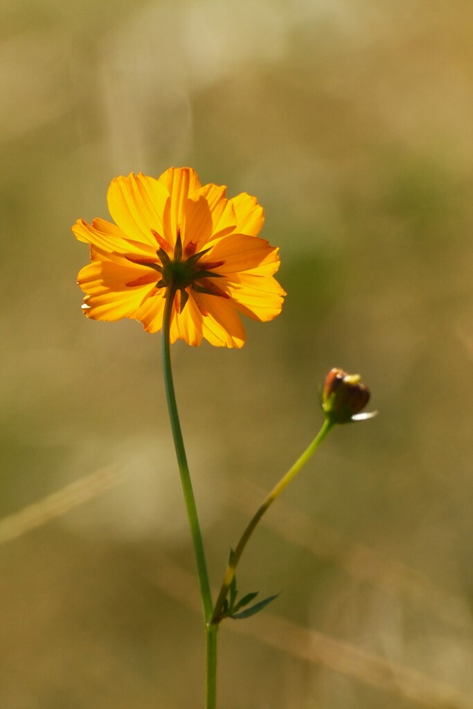 キバナコスモス　可憐な後ろ姿
