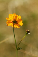 キバナコスモス　可憐な後ろ姿