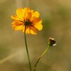 キバナコスモス　可憐な後ろ姿
