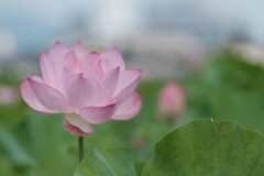 蓮