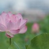 蓮