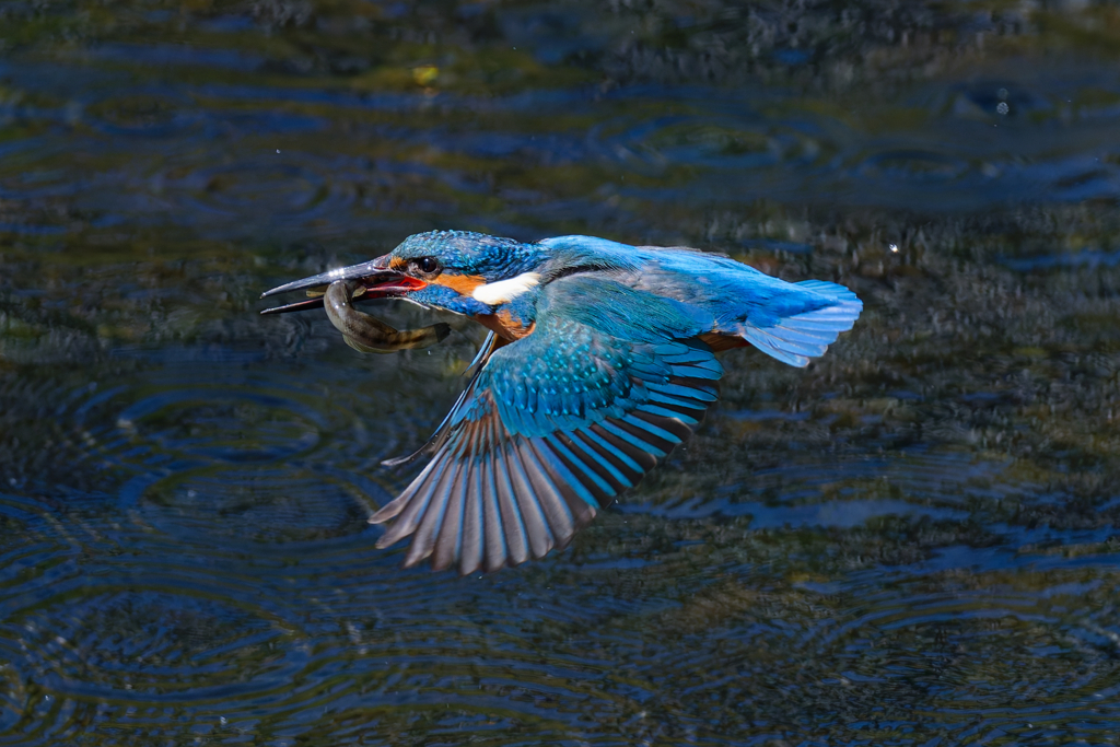 魚が貴重