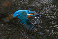 DSC_5267_DxO