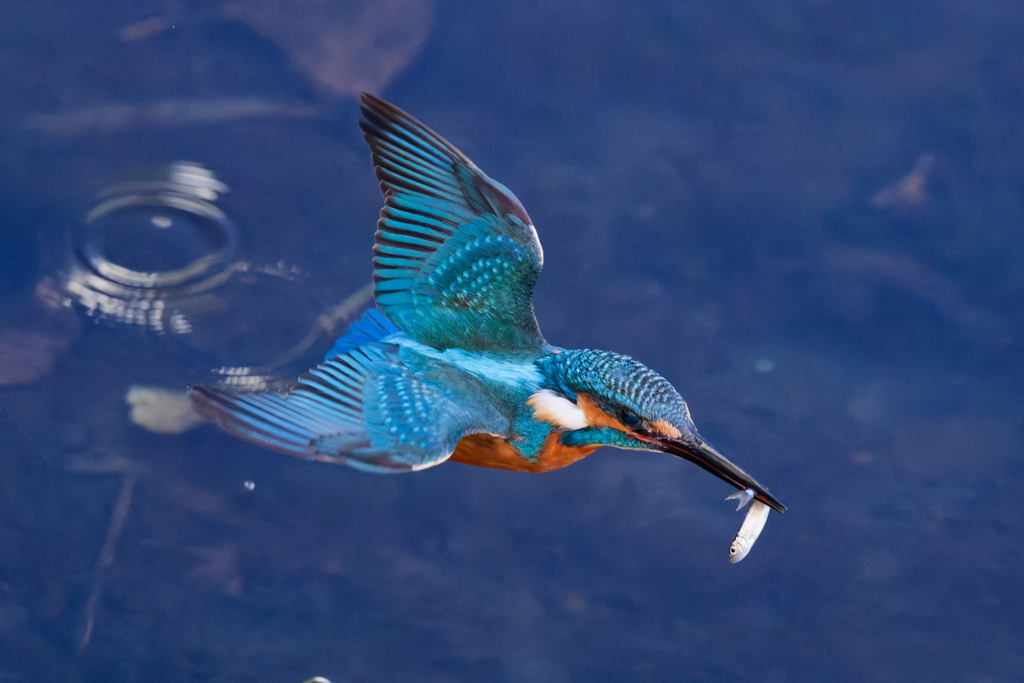 DSC_6606_DxO