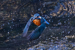 DSC_6745_DxO