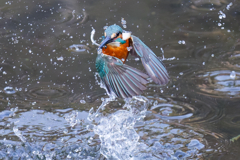 DSC_9333_DxO