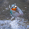 DSC_9333_DxO