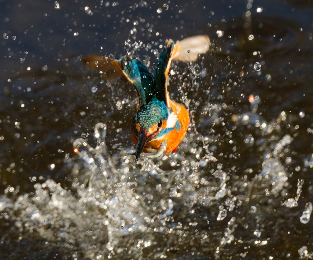 DSC_0404_DxO-5