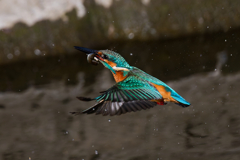 DSC_6475_DxO