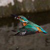 DSC_6475_DxO