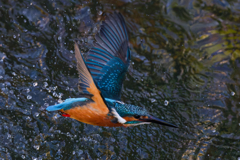 DSC_4558_DxO
