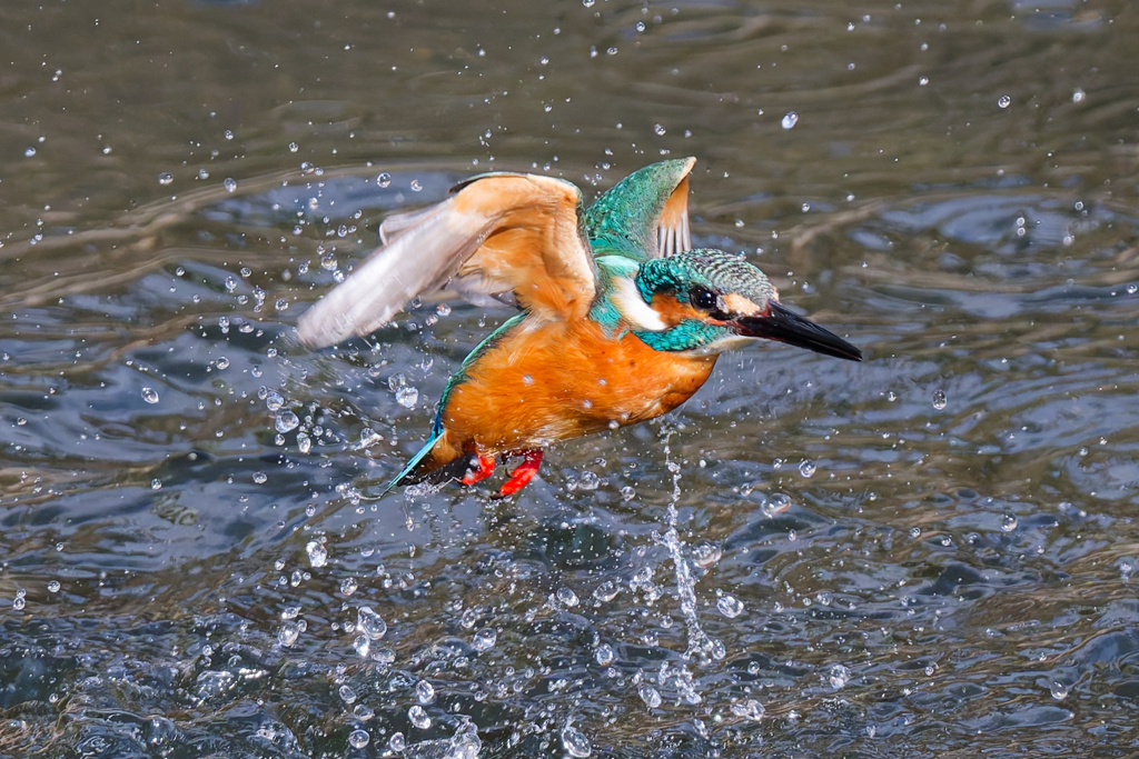 DSC_9263_DxO