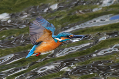 DSC_5285_DxO