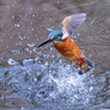DSC_9403_DxO