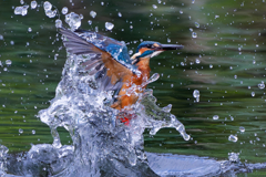 魚は逃しました