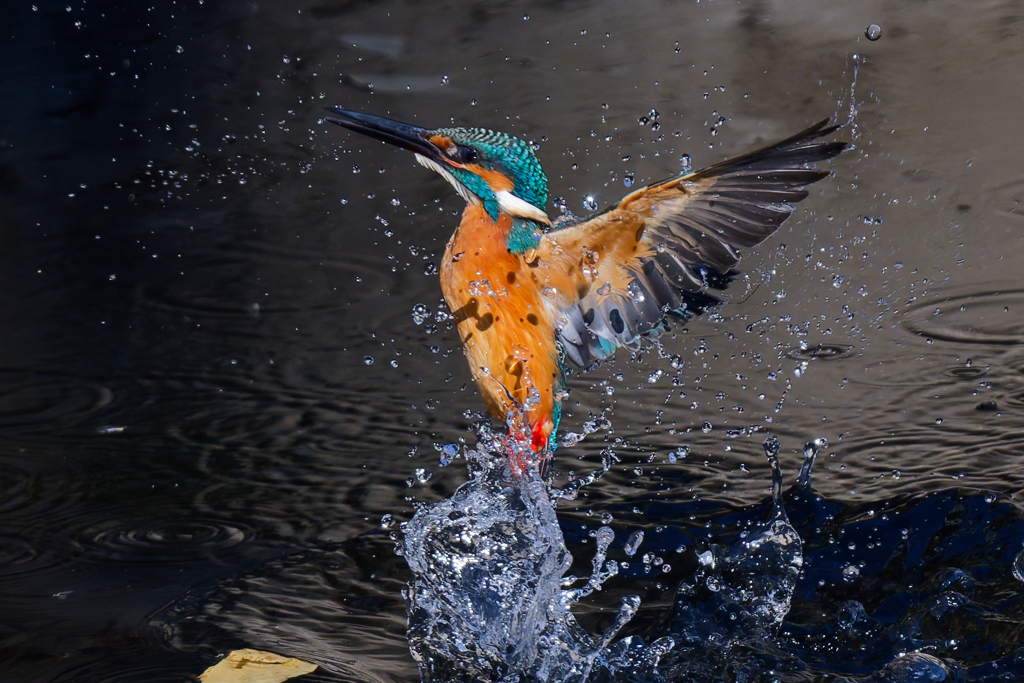 DSC_6359_DxO