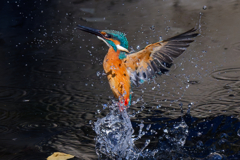 DSC_6359_DxO