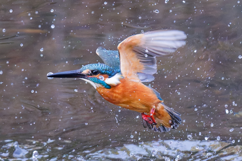 DSC_7598_DxO
