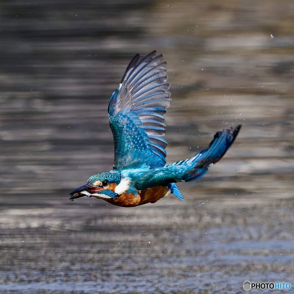コンストラスト高めです