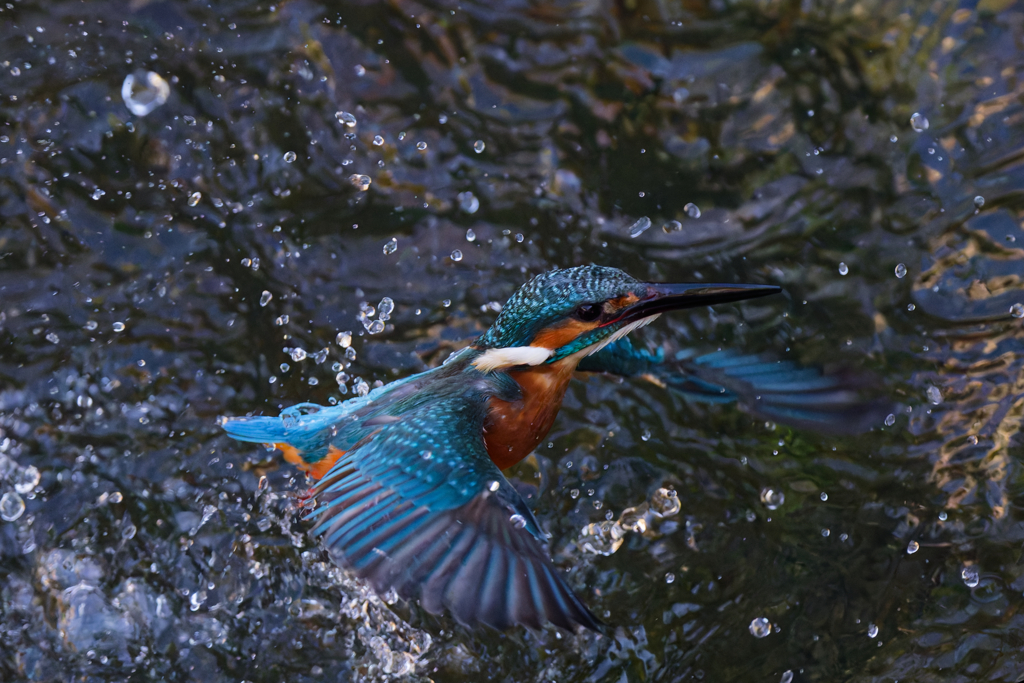 DSC_4557_DxO-1