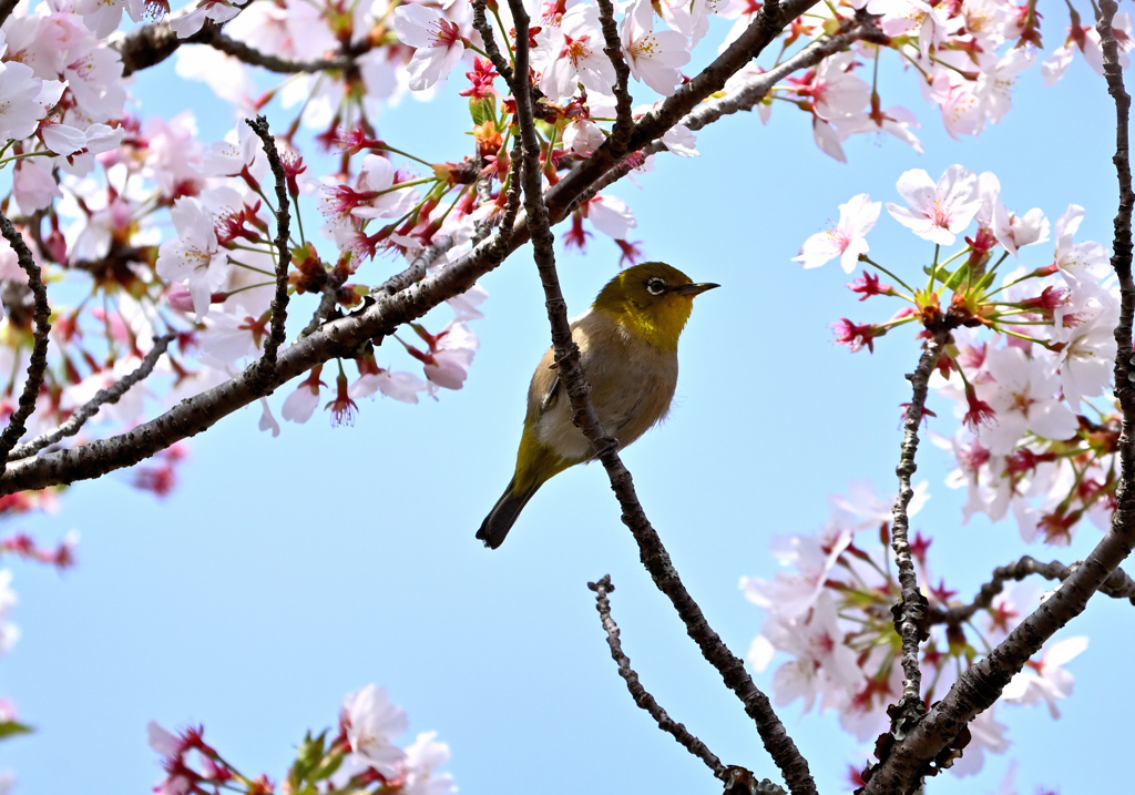 桜咲くキミに夢中④