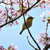 桜咲くキミに夢中④
