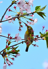 桜咲くキミに夢中①