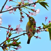 桜咲くキミに夢中①