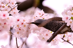 ヒヨドリ feat.桜②